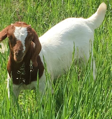 Where To Buy Goats The Boer Goat Lady