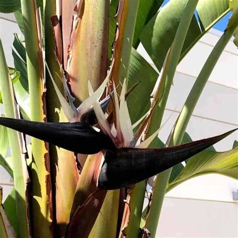 White Bird Of Paradise Care How To Grow Strelitzia Nicolai Updated