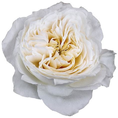 White Cloud Roses Garden Roses Direct