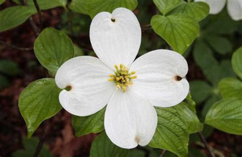 White Flowering Trees Identification Florida Cornus Florida