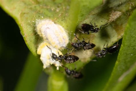 White Footed Ant Technomyrmex Difficilis 480