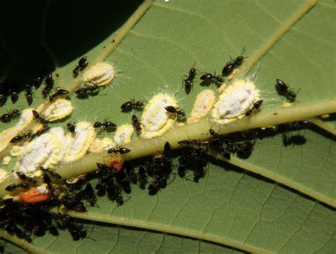 White Footed Ants: Stop Infestations Quickly