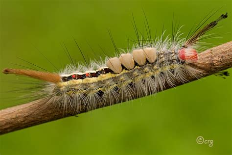 White Marked Tussock Moth Orgyia Leucostigma J E Smith 1797