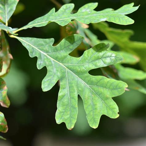 White Oak Leaves