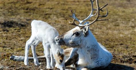 Why Do Female Reindeer Have Antlers Youtube