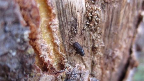 Why Mountain Pine Beetle Populations In Alberta Are In Sharp Decline