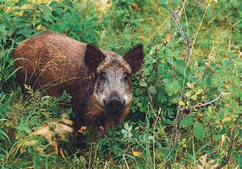 Wild Boar Pose Serious Risk Warns Sask Researcher The Western Producer