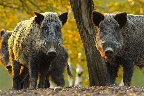 Wild Boars In Alberta