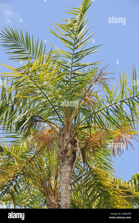 Wild Date Palm Or Senegal Date Palm Senegalesische Dattelpalme