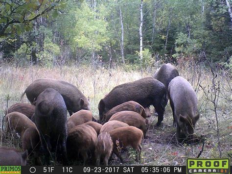 Wild Hog Hunting Alberta