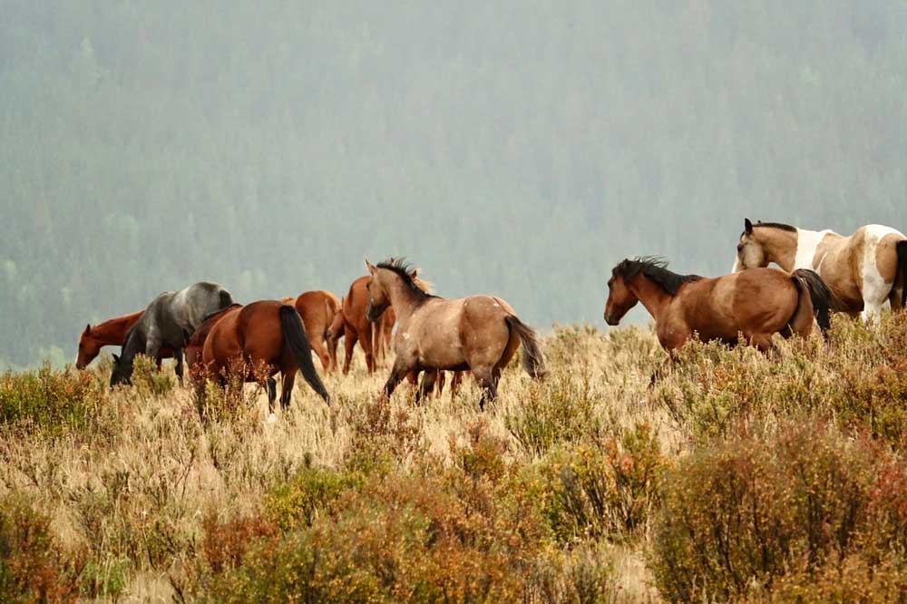 Wild Horses Alberta Location