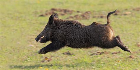 Wild Pigs In Alberta