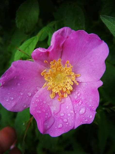 Wild Rose Alberta S Provincial Flower Moved One Into My Flower Bed