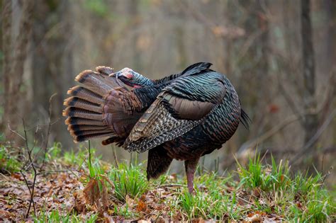 Wild Turkey Behavior The National Wild Turkey Federation