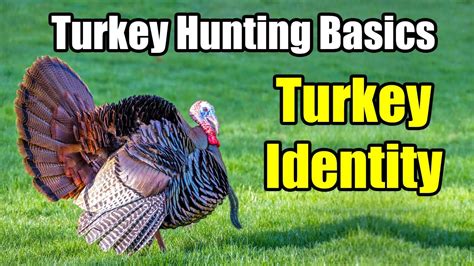 Wild Turkey Identification Guide