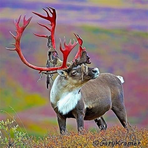 Wildlife Cute Baby Animal On Instagram Photo By Gary Kramer