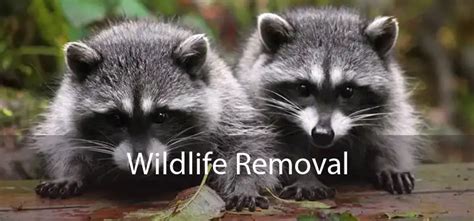 Wildlife Removal Experts Raccoon Skunk And Gopher Removal