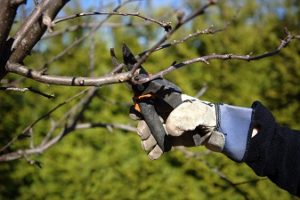 Winter Fruit Tree Care Tips Nelson Tree Specialist