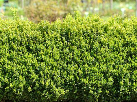 Wintergreen Boxwood Care Guide How To Grow A Classic Hardy Evergreen