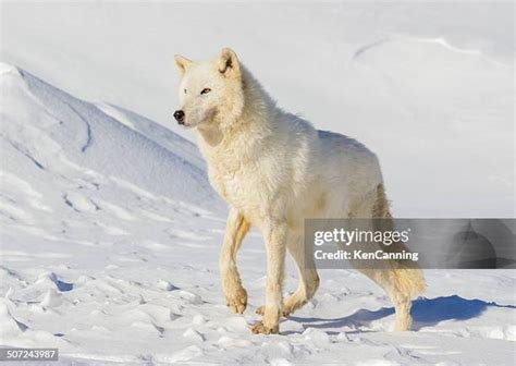 Wolf Team Photos And Premium High Res Pictures Getty Images