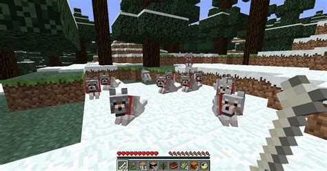 Wolves Alert 50 Wolves In Snow Biome Near Spawn Minecraft Project