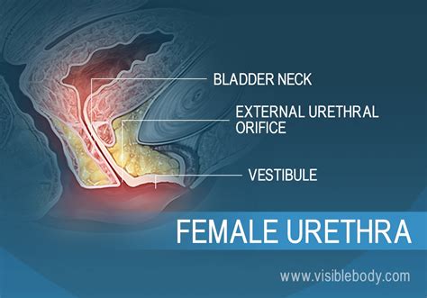 Women Amp 39 S Urethra Anatomy Picture