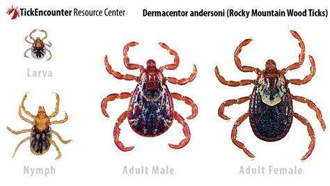 Wood Tick Alberta