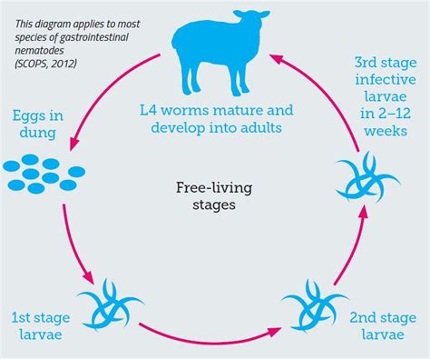 Worm Control Without Anthelmintics Soil Association