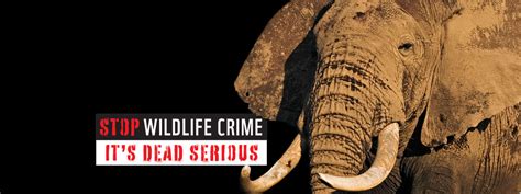 Wwf House Legislation Ups Ante In Fight To Stop Wildlife Crime Press