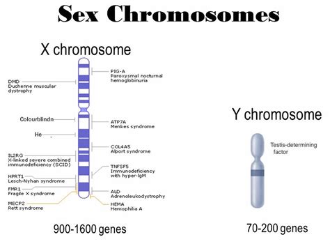 X Chromosome X Chromosome Function X Chromosome Disorders