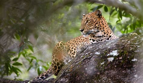 Yala Leopard Trails: Sri Lanka's Top Safari Experience