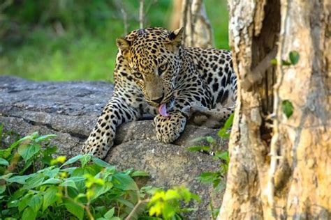 Yala National Park Attractions In Sri Lanka