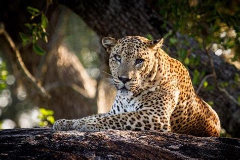 Yala National Park Home Of The Sri Lankan Leopards