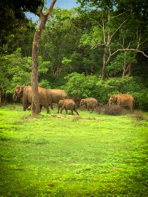 Yala National Park Is The Most Visited And Second Largest National Park