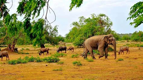 Yala National Park Places To Visit In Sri Lanka Deyo Tours