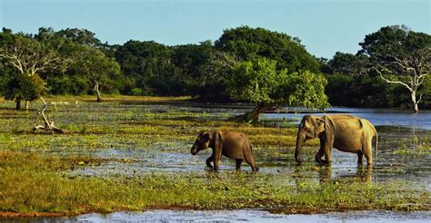 Yala National Park Safari Visit Sri Lanka Komadu