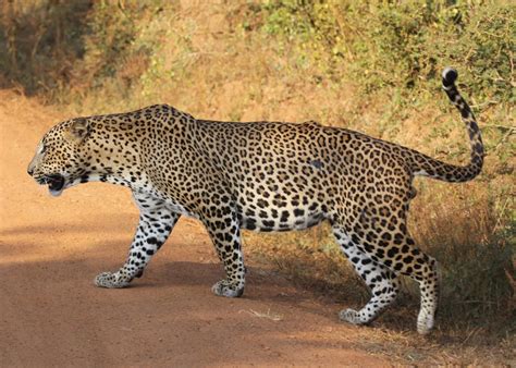 Yala National Park: See Wild Leopards