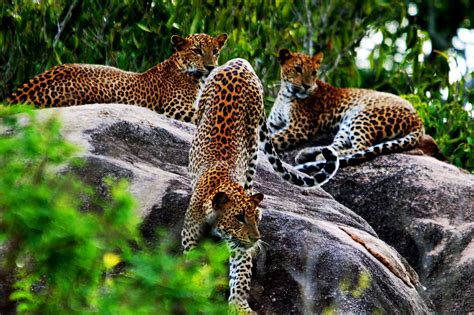 Yala National Park Sri Lanka