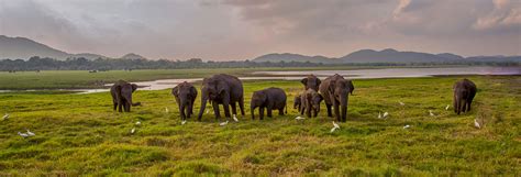 Yala National Park Yala Amp Udawalawe Iconic Sights Kuoni Travel