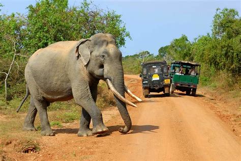 Yala National Park Your Complete Yala Safari Guide