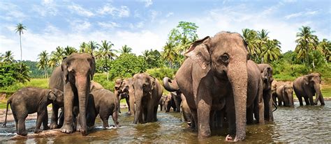 Yala Safari Custom Sri Lanka Tours Enchanting Travels