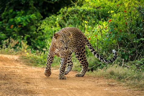 Yala Safari Park Sri Lanka