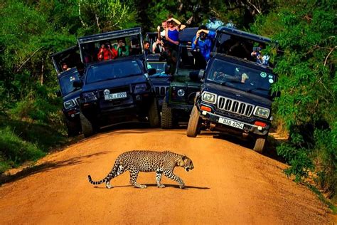 Yala Wildlife Safari A National Park In Sri Lanka Jeep Tour With Tree