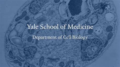 Yale Cell Biology: Expert Research Techniques