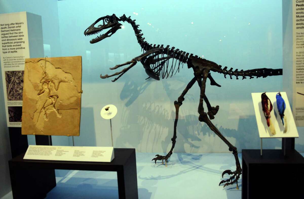 Yale Dinosaur Museum Guide: Explore Exhibits