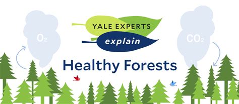 Yale Experts Explain Healthy Forests Yale Sustainability