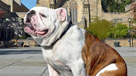 Yale S Dog Mascot Handsome Dan Xvii Has Died Boston Com