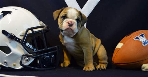 Yale S New Bulldog Mascot Is The Most Adorable Dog Of All Dogs Fox Sports