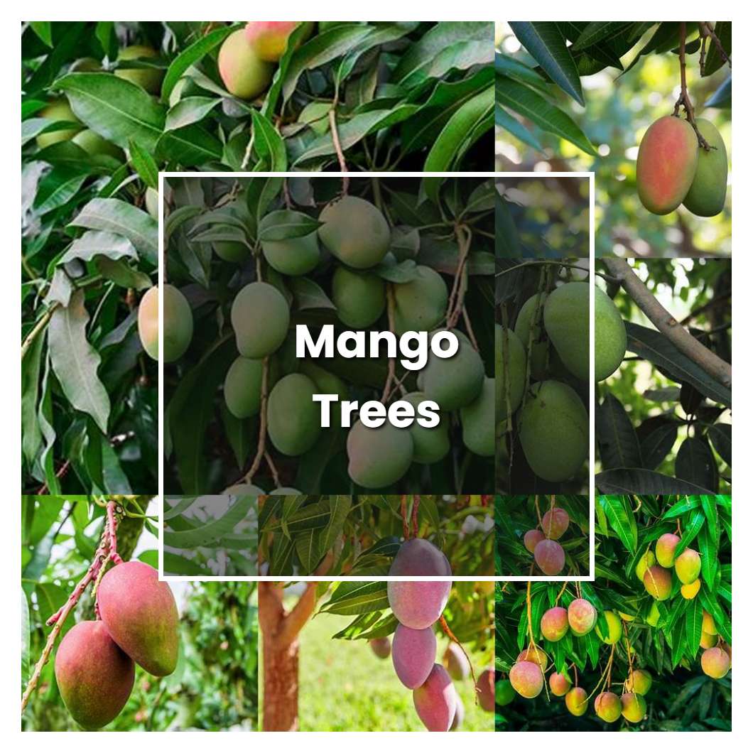 Yard Tour Mango Trees Part 1 Varieties Which Grow Well In Sarasota