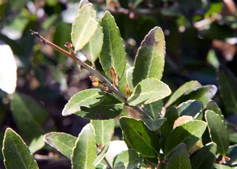 Yaupon Holly Tea A Native Coffee Alternative Home Grown Hand Gathered